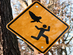 Owl Attack Signs